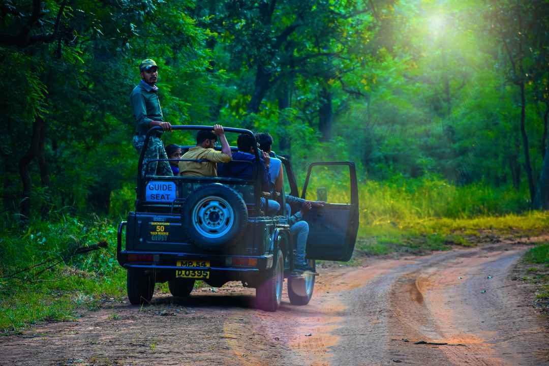 Best Jungle Safari in Madhya Pradesh: Complete Travel & Booking Guide