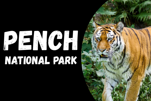 Pench National Park Safari: Explore the Wild Heart of Madhya Pradesh
