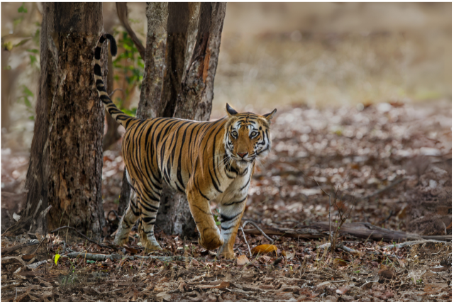 Bengal tiger walking in Bandhavgarh Tiger Reserve forest
