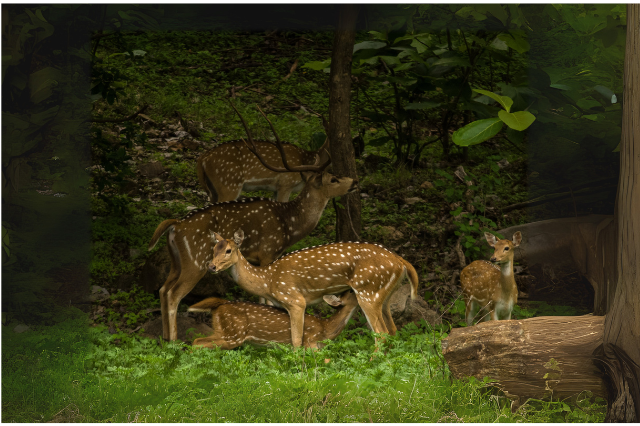 Spotted deer herd in the lush green forest of Pench National Park