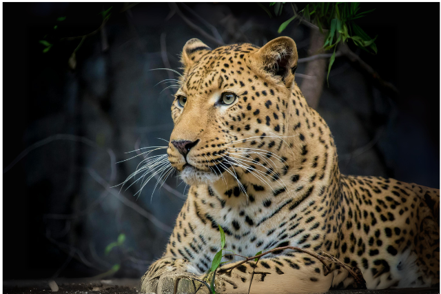 Majestic Indian leopard resting in the wild at Madhya Pradesh jungle safari