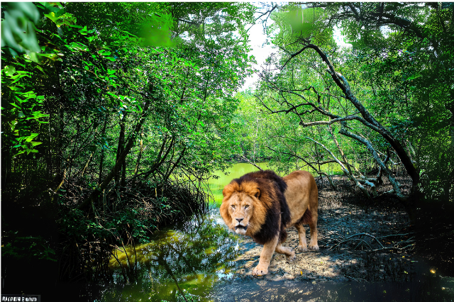 Lion in dense green jungle forest of Madhya Pradesh during wildlife safari