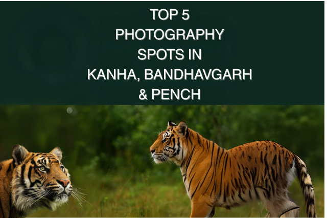 Top 5 Wildlife Photography Spots in Kanha, Bandhavgarh & Pench