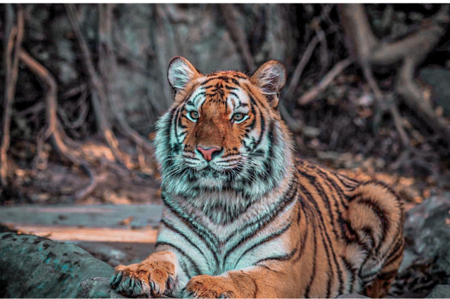 Night Safari in Madhya Pradesh – A Thrilling Experience You Can’t Miss