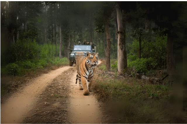 Royal Bengal Tiger walking on a jungle trail during MP jungle safari in Madhya Pradesh