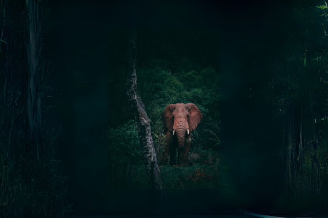 Elephant emerging from the jungle during night safari in Madhya Pradesh