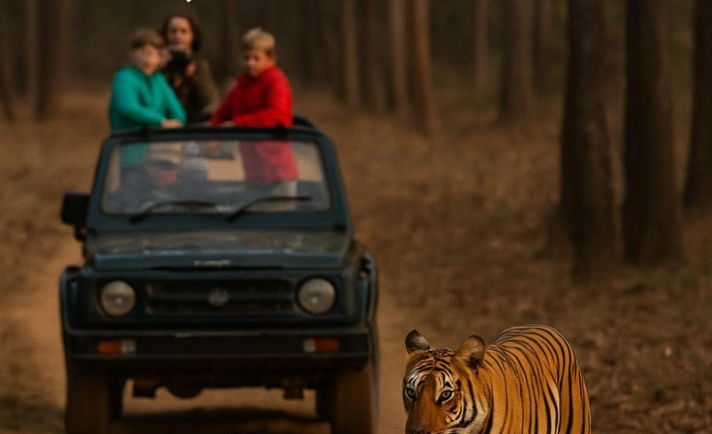 Tiger walking on forest trail in Kanha National Park with a family watching from a safari jeep, safe and educational wildlife tour for kids.
