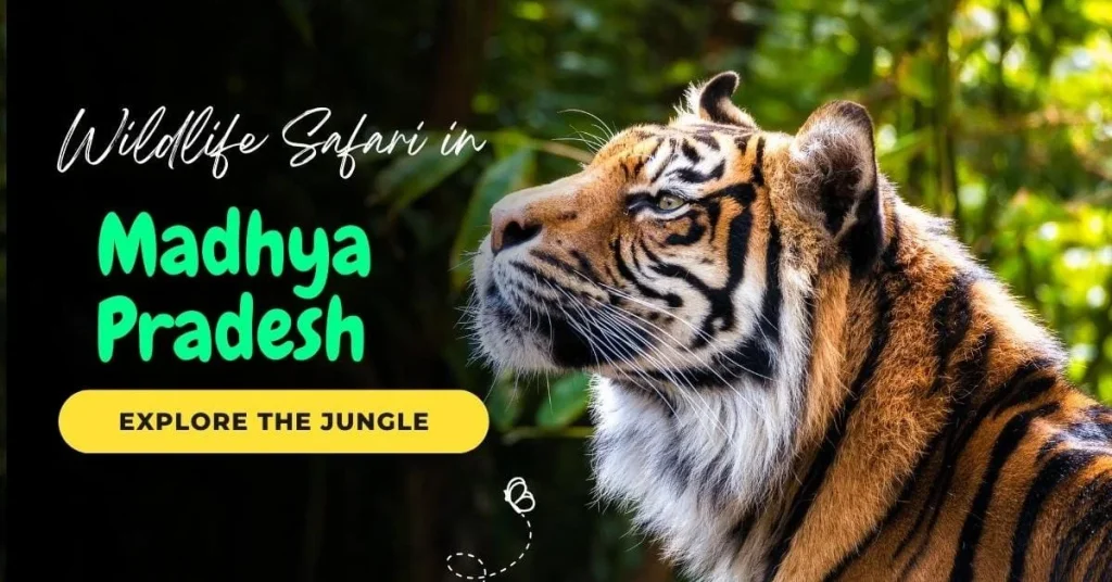 A majestic tiger in the lush jungles of Madhya Pradesh during a wildlife safari experience