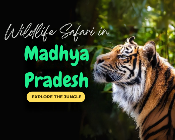 Madhya Pradesh Jungle Safari 2025 – Book Your Ultimate Wildlife Adventure