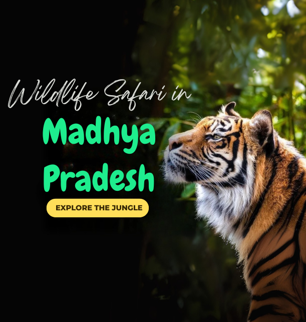 Madhya Pradesh Jungle Safari 2025 – Book Your Ultimate Wildlife Adventure
