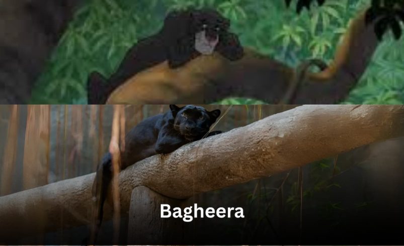 Bagheera – The Black Panther of Jungle Safari in Madhya Pradesh