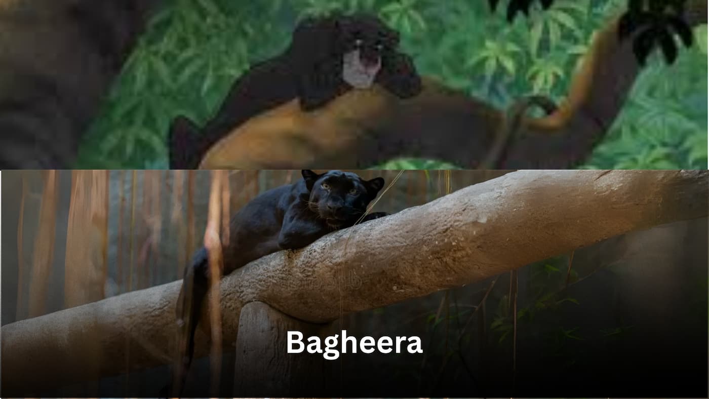 Bagheera – The Guardian Spirit of the Jungle