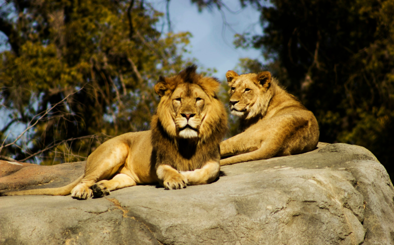 Asiatic lions resting on a large rock under the sun in their natural habitat