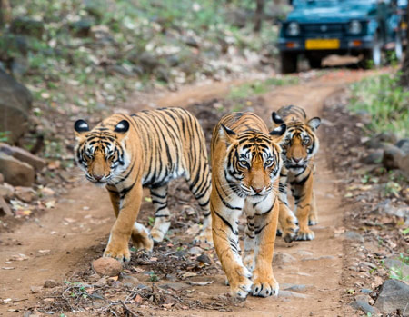 Pench National Park: Your Gateway to the Best Madhya Pradesh Jungle Safari Adventure