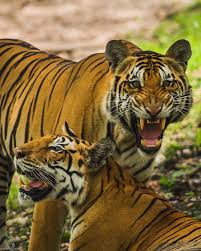 Which is the Best Tiger Safari in Madhya Pradesh? Kanha vs Bandhavgarh vs Pench