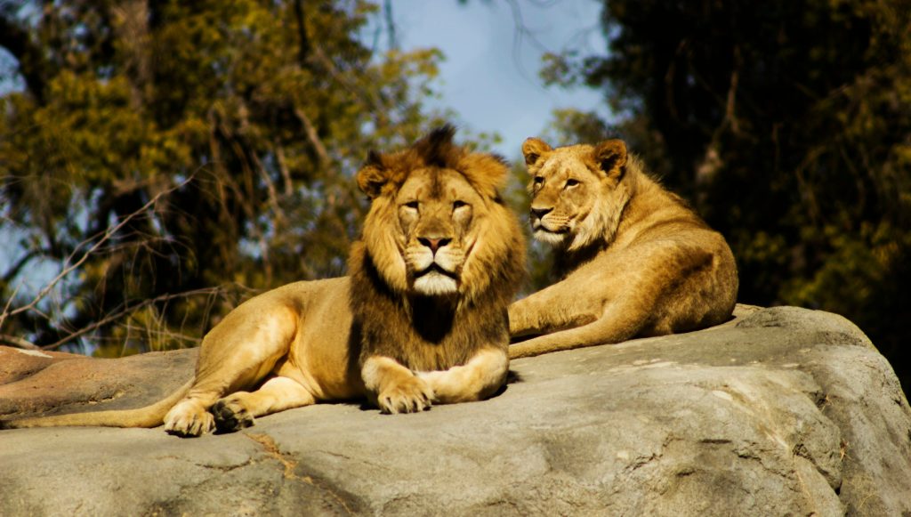A majestic pair of Asiatic lions resting on a large rock in the sun, surrounded by natural forest.
