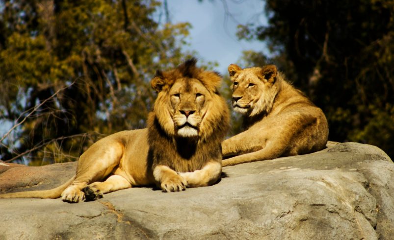 A majestic pair of Asiatic lions resting on a large rock in the sun, surrounded by natural forest.