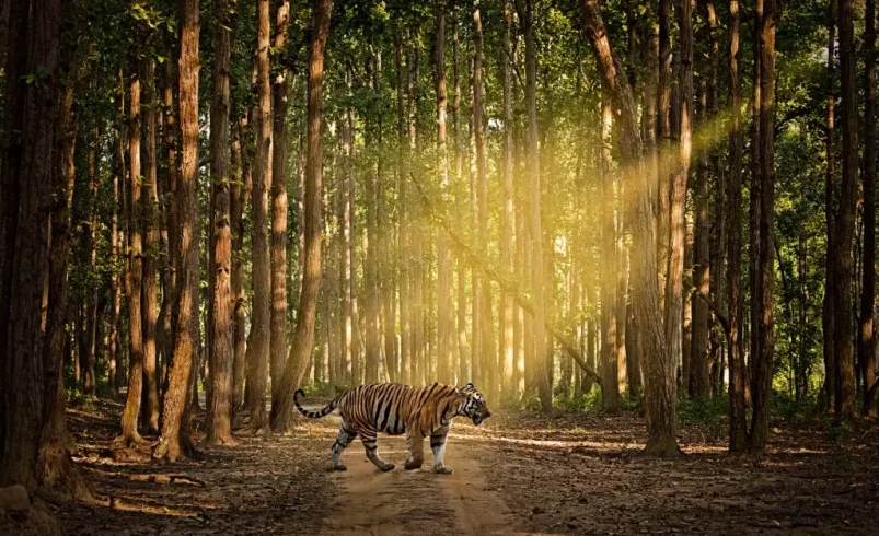“Bengal tiger walking through dense forest during a safari in India with sunlight streaming through trees”