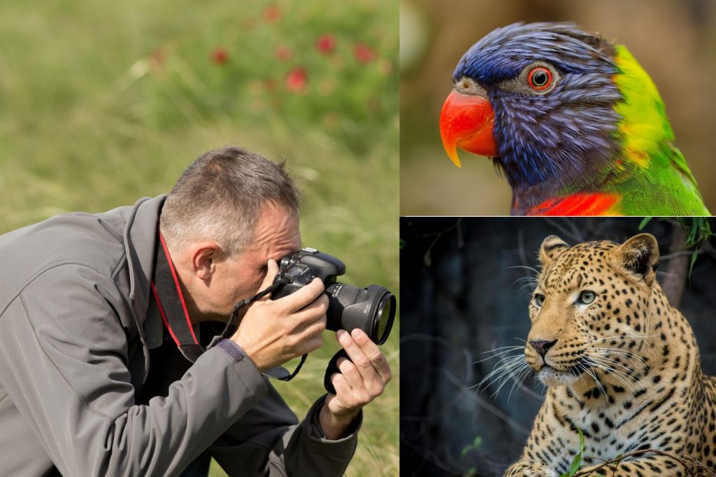 जंगल की कहानी कैमरे में: कान्हा और पेंच में Wildlife Photography | MP Jungle Safari