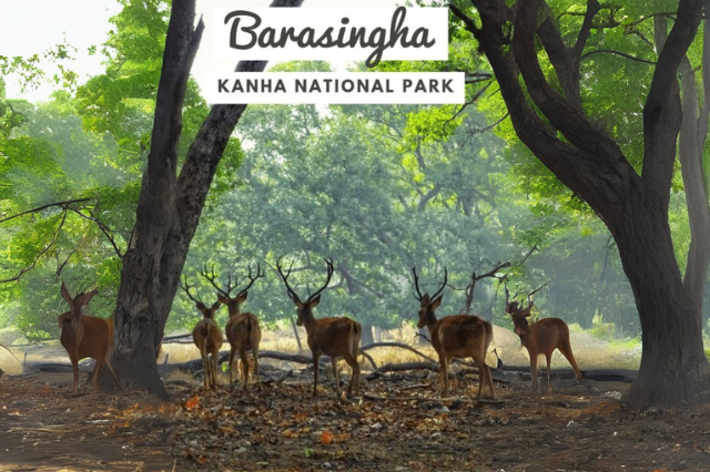 Best Time to Visit Kanha National Park – When the Jungle Truly Comes Alive!