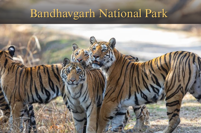 Bandhavgarh National Park: Where Tigers Rule the Jungle!