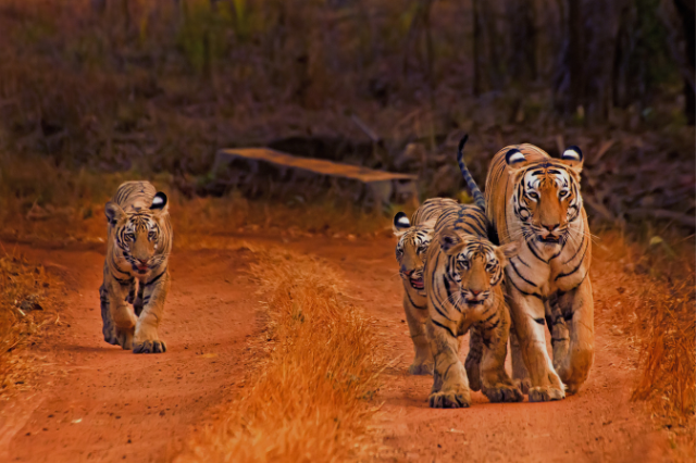 Royal Bengal tigress with three cubs walking on red mud trail during jungle safari in Madhya Pradesh, India