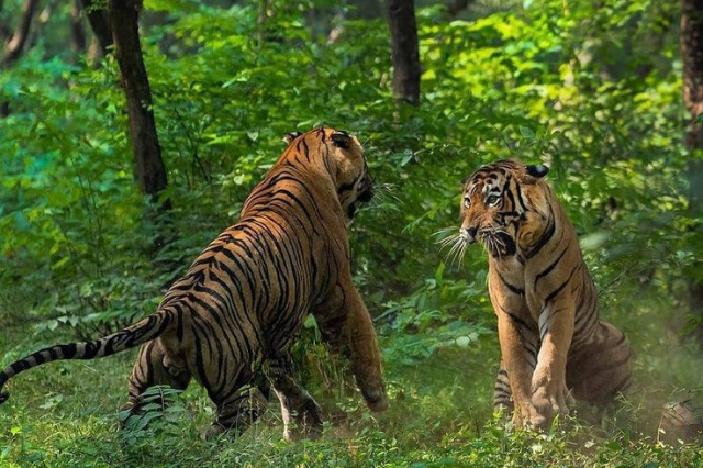 Two Bengal tigers face each other in the lush green forest during a jungle safari in Kanha or Pench National Park, Madhya Pradesh