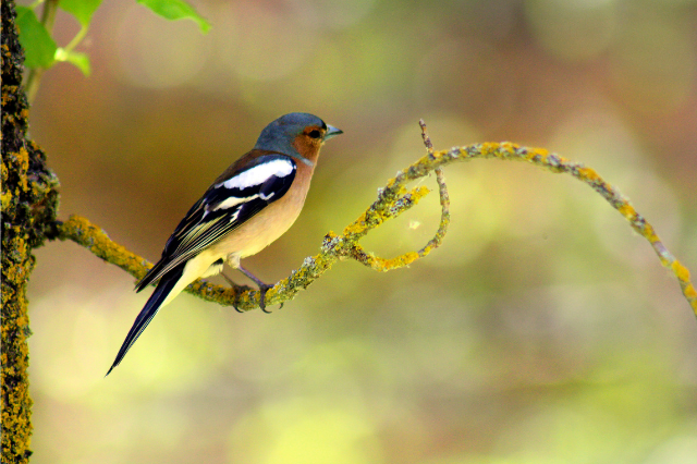 Discover the Colorful Birds of MP’s Jungles
