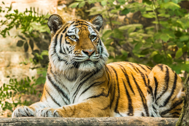 MP Tourism Kanha Safari Online Booking – Make Your Wild Adventure Unforgettable