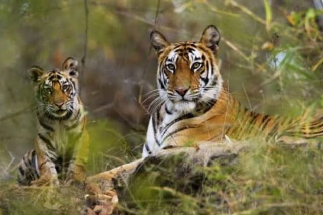 संजय टाइगर रिज़र्व: जहाँ हर दिन नई कहानियाँ जन्म लेती हैं