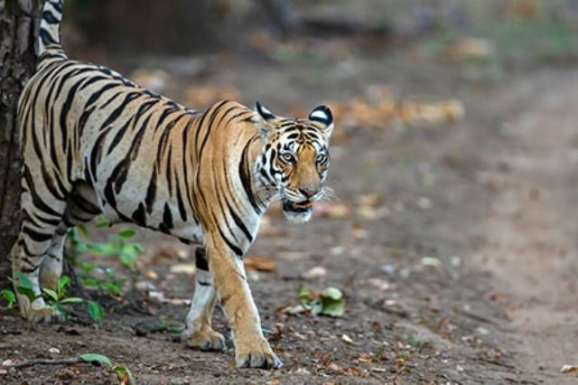 संजय दुबरी की ‘मौसी मां’: एक दिल छूने वाली कहानी