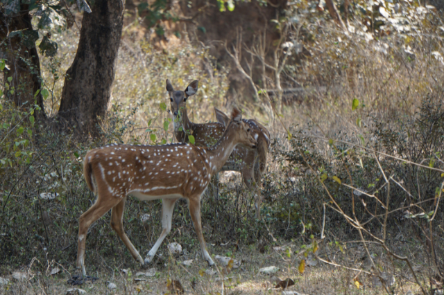 Whispers of the Wild – Where Every Safari Becomes a Story