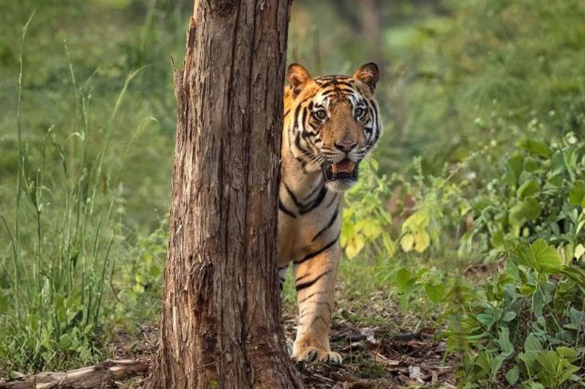 Mother tiger walking with her cubs in Kanha National Park, golden sunlight filtering through trees, symbolizing new life in Madhya Pradesh.