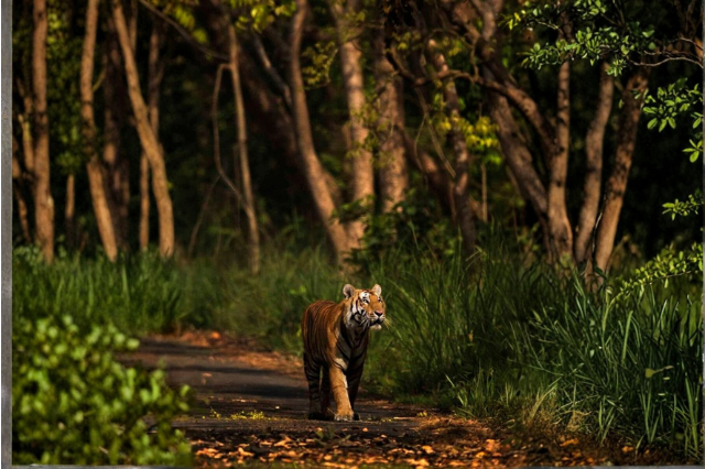 बांधवगढ़ नेशनल पार्क में घूमता हुआ एक शक्तिशाली बंगाल टाइगर, जो मध्य प्रदेश के जंगलों की शान और संरक्षण का प्रतीक है।